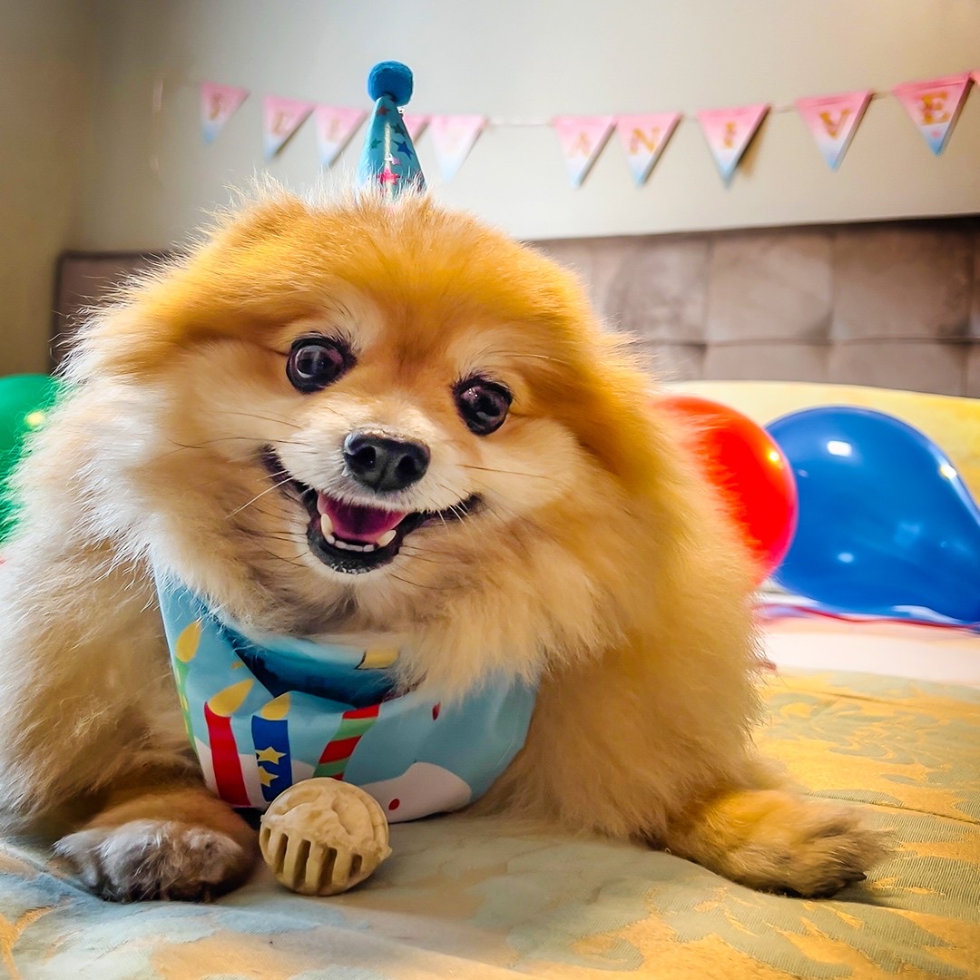 Hóspede pet comemorando aniversário no Viena Flats